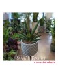Sansevieria Cylindrica Tiara Dino Green, Wężownica, populanre rośliny, modne rośliny, kwiaty doniczkowe