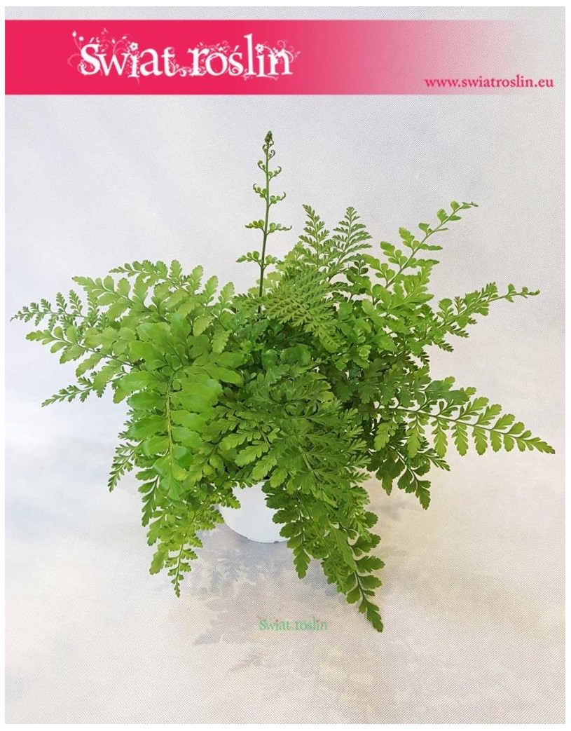 Asplenium Parvati, Paproć Asplenium Parvati, Paprotka Asplenium Parvati Zanokcica 5