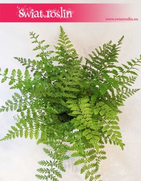 Asplenium Parvati, Paproć Asplenium Parvati, Paprotka Asplenium Parvati Zanokcica 3
