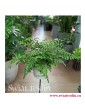 Asplenium Parvati, Paproć Asplenium Parvati, Paprotka Asplenium Parvati Zanokcica, kwiaty rośliny doniczkowe