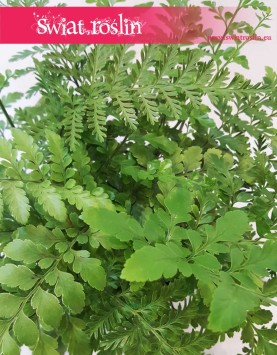 Asplenium Parvati, Paproć Asplenium Parvati, Paprotka Asplenium Parvati Zanokcica 2