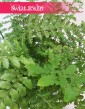 Asplenium Parvati, Paproć Asplenium Parvati, Paprotka Asplenium Parvati Zanokcica 2