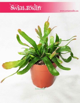 Rhipsalis Red Coral, Rypsalis Red Coral, Kaktus Red Coral, Roślina Patyczak 3