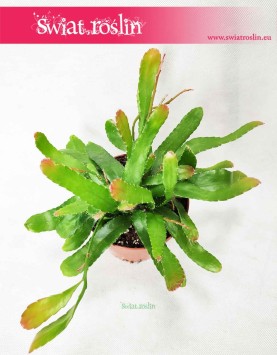 Rhipsalis Red Coral, Rypsalis Red Coral, Kaktus Red Coral, Roślina Patyczak 4