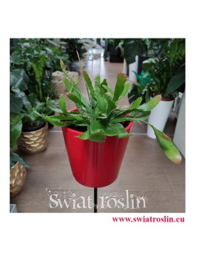 Rhipsalis Red Coral, Rypsalis Red Coral, Kaktus Red Coral, Patyczak, modne rośliny, popularne rośliny