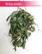 Parthenocissus Amazonica Jungle Vine, Cissus  Amazonica, Winobluszcz Amazonica, Cissus Amazoński, Jungle Vine, Parthenocissus 3