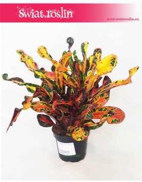 Kroton Mammi, Croton Mammi, Croton, Trójskrzyn, Codiaeum, Kroton 3