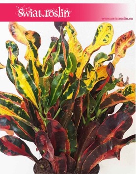 Kroton Mammi, Croton Mammi, Croton, Trójskrzyn, Codiaeum, Kroton 4