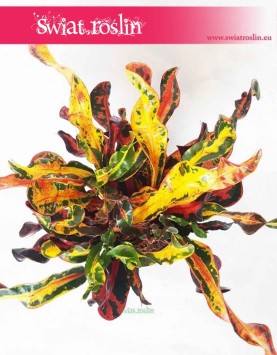 Kroton Mammi, Croton Mammi, Croton, Trójskrzyn, Codiaeum, Kroton 2