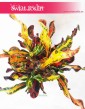 Kroton Mammi, Croton Mammi, Croton, Trójskrzyn, Codiaeum, Kroton 2