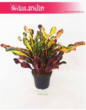 Kroton Mammi, Croton Mammi, Croton, Trójskrzyn, Codiaeum, Kroton