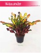 Kroton Mammi, Croton Mammi, Croton, Trójskrzyn, Codiaeum, Kroton