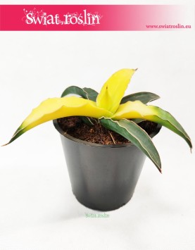 Sansevieria Star Canary, Sansewieria Star Canary, Sansewiera Star Canary, Wężownica