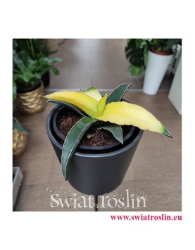 Sansevieria Star Canary, Sansewieria Star Canary, Sansewiera Star Canary, Wężownica, rośliny kolekcjonerskie Kraków