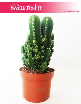 Cereus, Cereus Peruwiański Paolina, Cereus Peruvianus Paolina, Pałczak Paolina 2