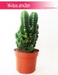 Cereus, Cereus Peruwiański Paolina, Cereus Peruvianus Paolina, Pałczak Paolina 2