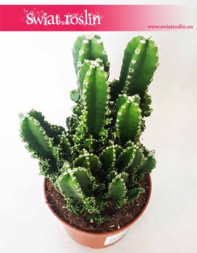 Cereus, Cereus Peruwiański Paolina, Cereus Peruvianus Paolina, Pałczak Paolina 1