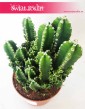 Cereus, Cereus Peruwiański Paolina, Cereus Peruvianus Paolina, Pałczak Paolina 3