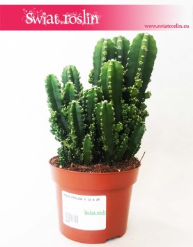 Cereus, Cereus Peruwiański Paolina, Cereus Peruvianus Paolina, Pałczak Paolina 4