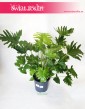 Philodendron Shangri La, Filodendron Shangri La 1