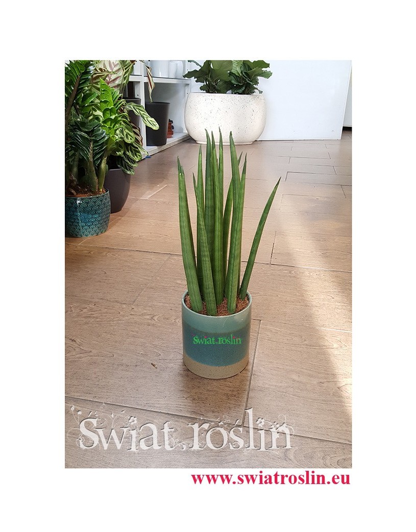 Sansevieria Bacularis, Sansewieria Bacularis, Sansevieria Cylindrica Bacularis 4