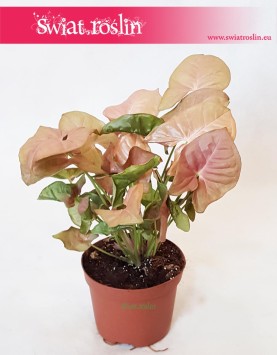 Syngonium Neon Robusta, Zroślicha 4