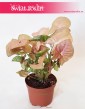 Syngonium Neon Robusta, Zroślicha 4
