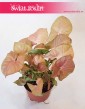 Syngonium Neon Robusta, Zroślicha 5
