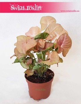 Syngonium Neon Robusta, Zroślicha 6