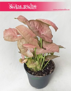Syngonium Neon Robusta, Zroślicha 1