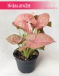 Syngonium Neon Robusta, Zroślicha 3