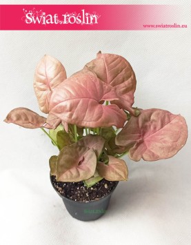 Syngonium Neon Robusta, Zroślicha 7