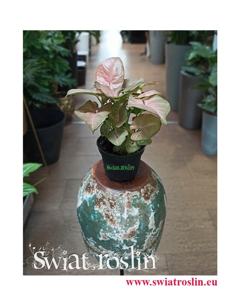 Syngonium Neon Robusta, Zroślicha, rosliny doniczkowe, kwiaty doniczkowe, sklep internetowy z roślinami doniczkowymi