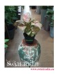 Syngonium Neon Robusta, Zroślicha, rosliny doniczkowe, kwiaty doniczkowe, sklep internetowy z roślinami doniczkowymi