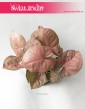 Syngonium Neon Robusta, Zroślicha 2