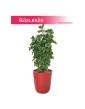 Polyscias Butterfly, Aralia Butterfly 1