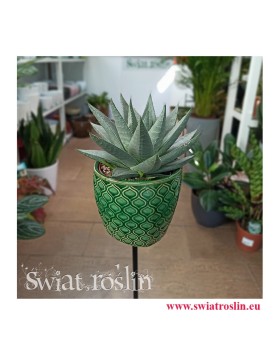 Haworthia Savanna, Haworcja Savanna, Haworsja Savanna, Haworthia Savannah, sklep z roślinami