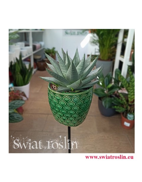 Haworthia Savanna, Haworcja Savanna, Haworsja Savanna, Haworthia Savannah, sklep z roślinami