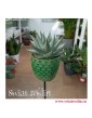 Haworthia Savanna, Haworcja Savanna, Haworsja Savanna, Haworthia Savannah, sklep z roślinami