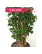 Polyscias Butterfly, Aralia Butterfly 2