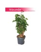 Polyscias Butterfly, Aralia Butterfly 3