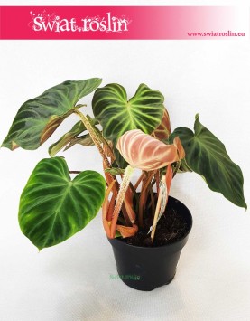 Philodendron Verrucosum Incensi, Filodendron Verrucosum Incensi, Philodendron Verrucosum, Filodendron Verrucosum, Filodendron 2