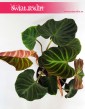 Philodendron Verrucosum Incensi, Filodendron Verrucosum Incensi, Philodendron Verrucosum, Filodendron Verrucosum, Filodendron 3