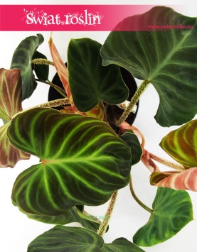 Philodendron Verrucosum Incensi, Filodendron Verrucosum Incensi, Philodendron Verrucosum, Filodendron Verrucosum, Filodendron 4
