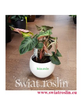 Philodendron Verrucosum Incensi, Filodendron Verrucosum Incensi, Philodendron Verrucosum, sklep z roślinami,