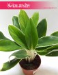 Aglaonema FLN011, Aglonema FLN011 1