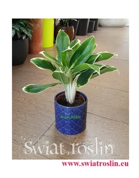 Aglaonema FLN011, Aglonema FLN011, Świat Roślin, rośliny doniczkowe, kraków rośliny, sklep z roślinami doniczkowymi