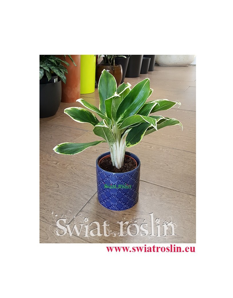 Aglaonema FLN011, Aglonema FLN011, Świat Roślin, rośliny doniczkowe, kraków rośliny, sklep z roślinami doniczkowymi