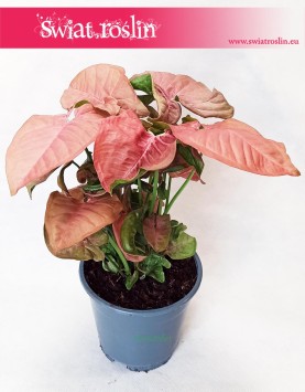 Syngonium Red Heart, Zroślicha 3