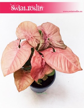 Syngonium Red Heart, Zroślicha 4